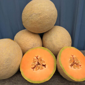 Melon Sugar Rush F1 Seed A20221474
