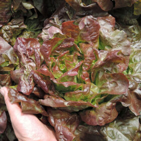 Lettuce Cervanek Seed A20221411