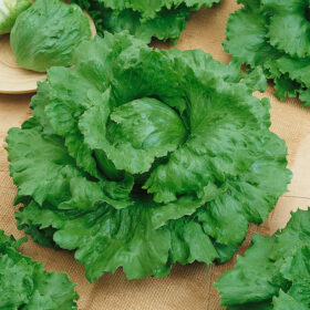 Shop Crisp & Sweet Lettuce Medimo Seed A20221425