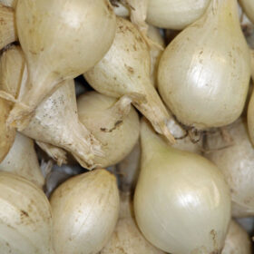 Onion Seed - White Snowball A20221546