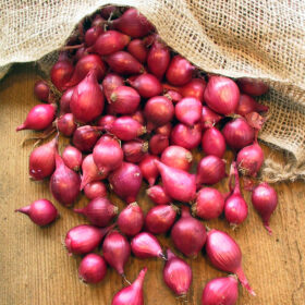 Onion Seed - Red Karmen A20221542