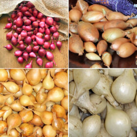 Onion Seed - 4 Variety Collection A20221540