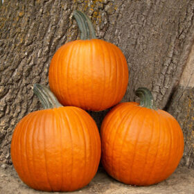 Pumpkin Hermes F1 Seed A20221666