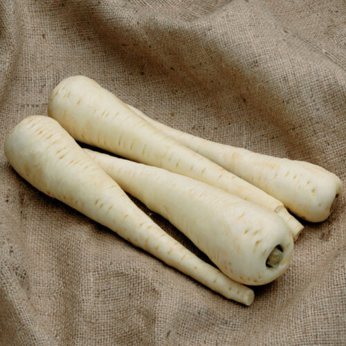 Parsnip Javelin F1 Seed A20221559