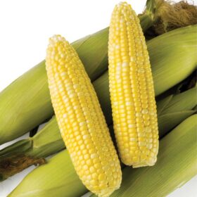 Sweet Corn Biotech Obsession II F1 Seed A20221203