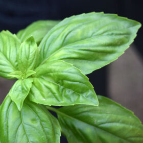Basil Prospera Premium F1 Organic Seed A20221350