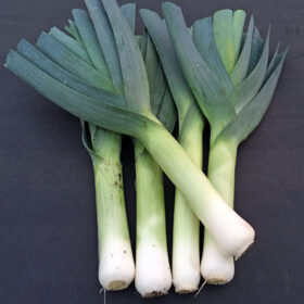 Leek Comanche F1 Organic Seed A20221400