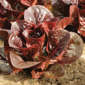 Lettuce Truchas MTO Organic Seed A20221440