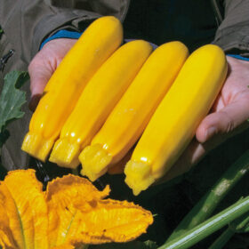 Squash Yellowfin F1 Organic Seed A20222063