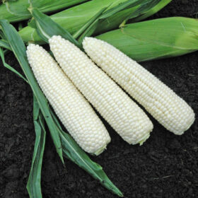 Sweet Corn Xtra-Tender Natural Bright XR F1 Organic Seed A20221901