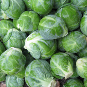 Brussels Sprouts Dagan F1 Seed A20221065