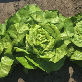 Lettuce Milagro MTO Organic Seed A20221427