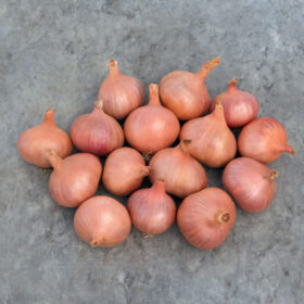 Shallot Matador F1 Organic Seed A20221704