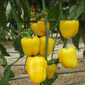 Pepper Deniro F1 Organic Seed A20221618