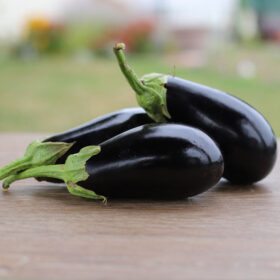 Eggplant Picasso F1 Seed A20221263