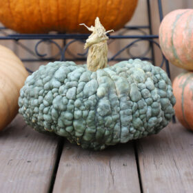 Pumpkin Marina De Chioggia Seed A20221969