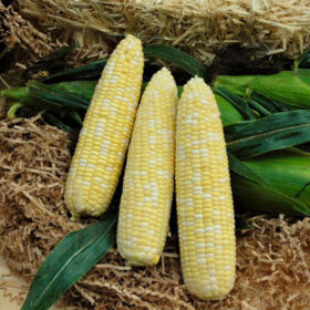Sweet Corn Signature XR F1 Seed A20221872