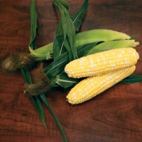 Sweet Corn Biotech Patriarch F1 Seed A20221204