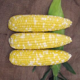 Sweet Corn Biotech SV9010SA F1 Seed A20221208