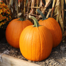 Pumpkin Orange Rave F1 Seed A20222003