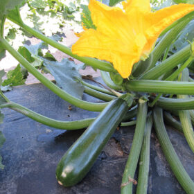 Squash Cash Machine F1 Organic Seed A20221731