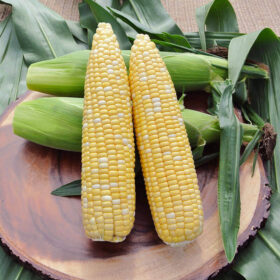 Sweet Corn Crave F1 Seed A20221144