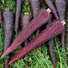 Carrot Deep Purple F1 Seed A20221092