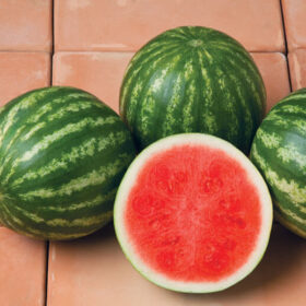 Watermelon Sirius F1 Seed A20221836