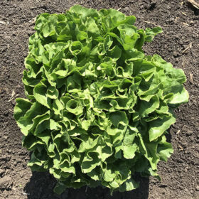 Escarole Eliance Organic Seed A20221269