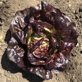 Lettuce Marciano MTO Organic Seed A20221424