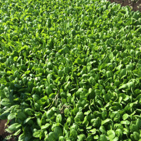 Spinach Acadia F1 Organic Seed A20221707