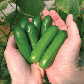 Cucumber Mini-me F1 Organic Seed A20221247