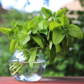 Lemon Balm Alis Organic Seed A20221368