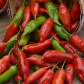 Pepper Aji Rico F1 Organic Seed A20221576