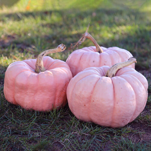 Pumpkin Porcelain Doll Improved F1 Seed A20222007