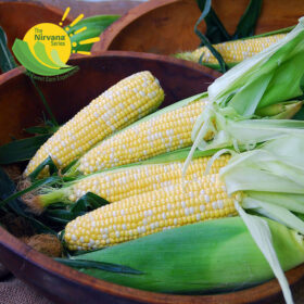 Sweet Corn Epiphany F1 Seed A20221151