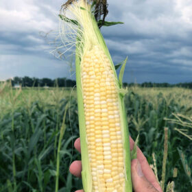 Sweet Corn Ignition F1 Seed A20221161