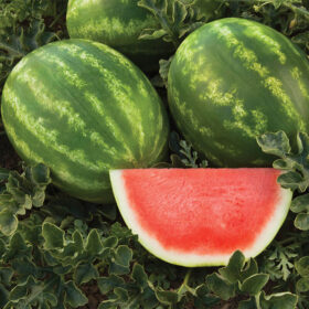 Watermelon Captivation F1 Seed A20221824