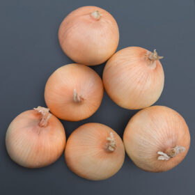 Onion Expression F1 Seed A20221532