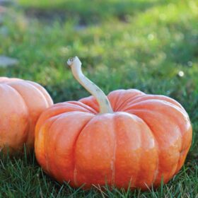 Pumpkin Moranga Seed A20222001