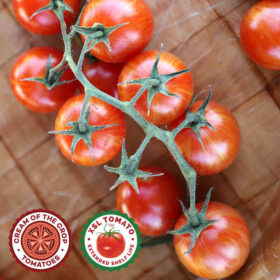 Tomato Sparky XSL F1 Seed A20222103