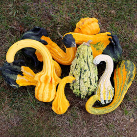 Gourd Gourdking F1 Seed A20221295