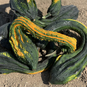 Gourd Gourdzilla F1 Seed A20221283