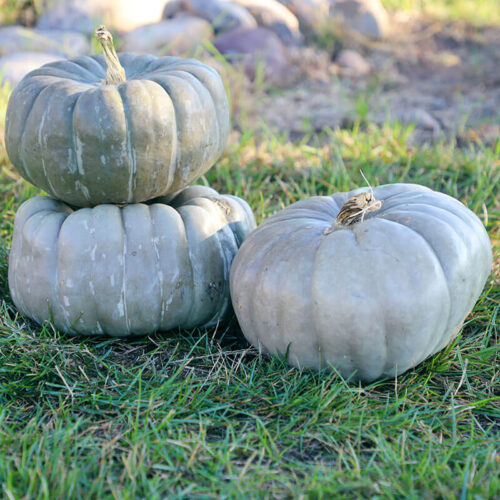 Pumpkin Jade Knight F1 Seed A20221993