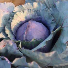 Cabbage Red Jewel F1 Seed A20221084