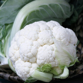 Cauliflower Twister F1 Seed A20221116
