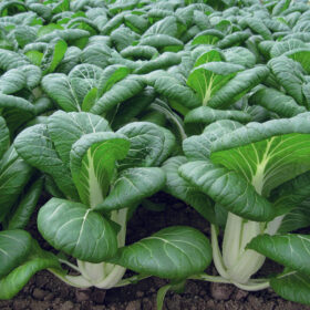 Pak Choi Bopak F1 Seed A20221554