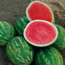 Watermelon Powerhouse F1 Seed A20221832
