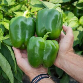 Pepper Captain F1 Seed A20221584