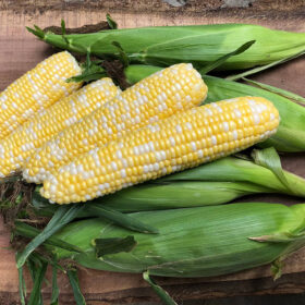 Sweet Corn Octane F1 Seed A20221863